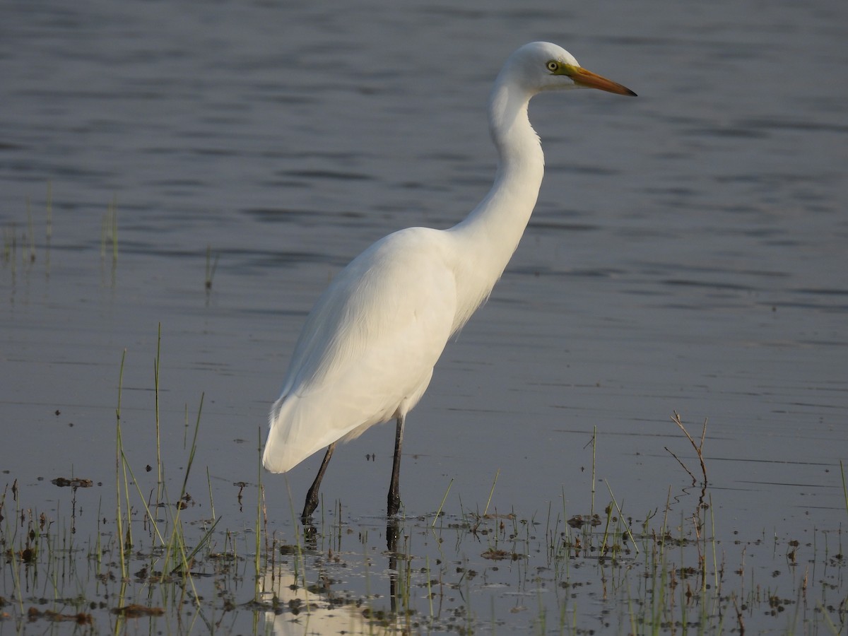 Medium Egret - Ramesh Desai