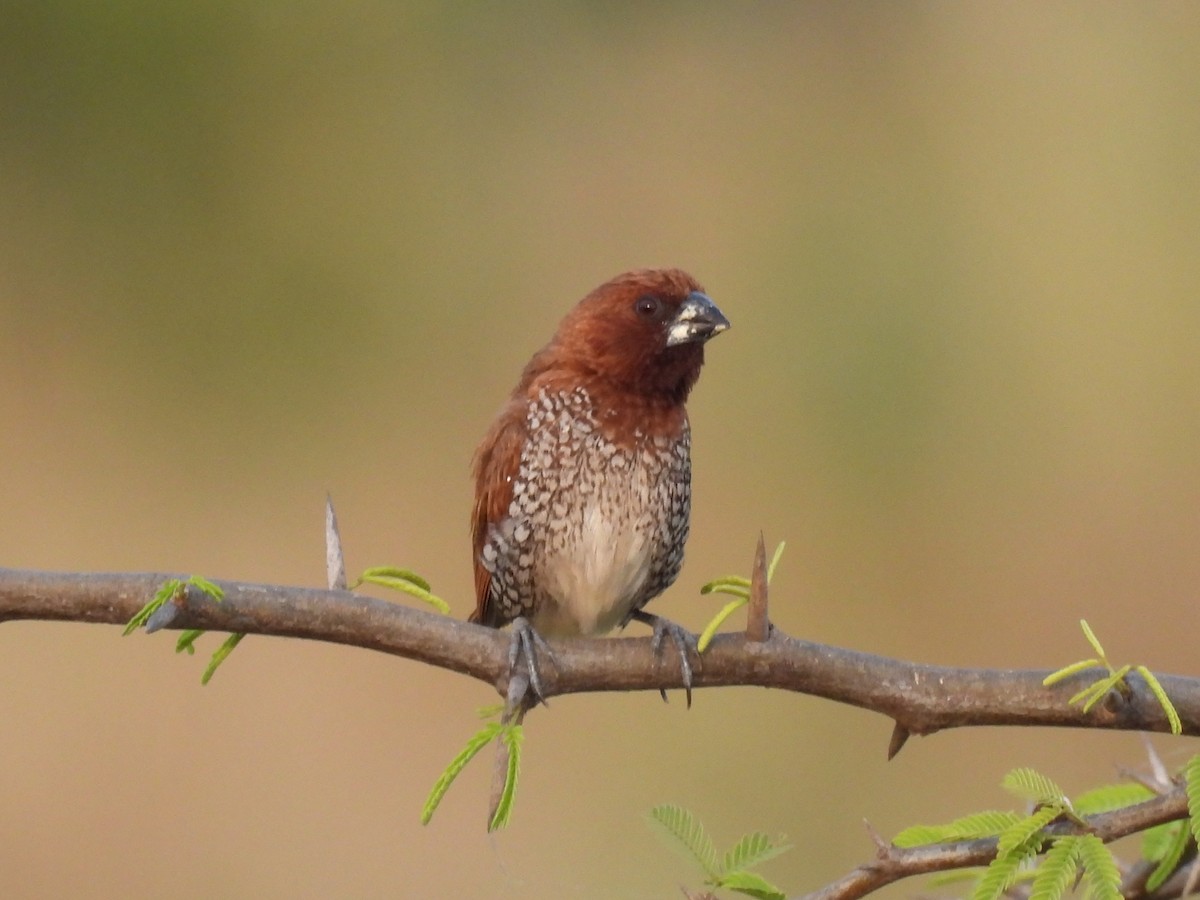 Scaly-breasted Munia - ML403415511