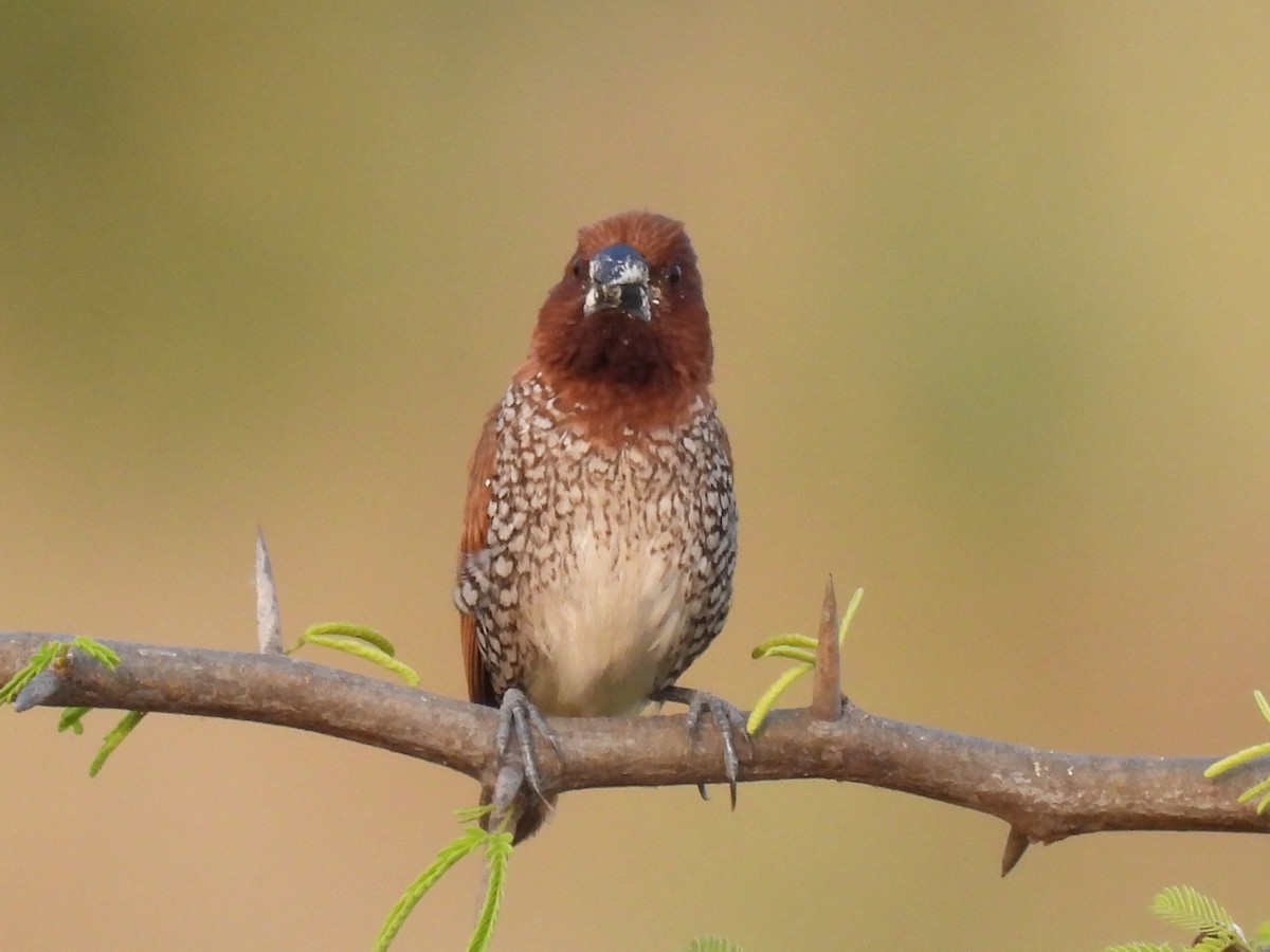 Scaly-breasted Munia - Ramesh Desai