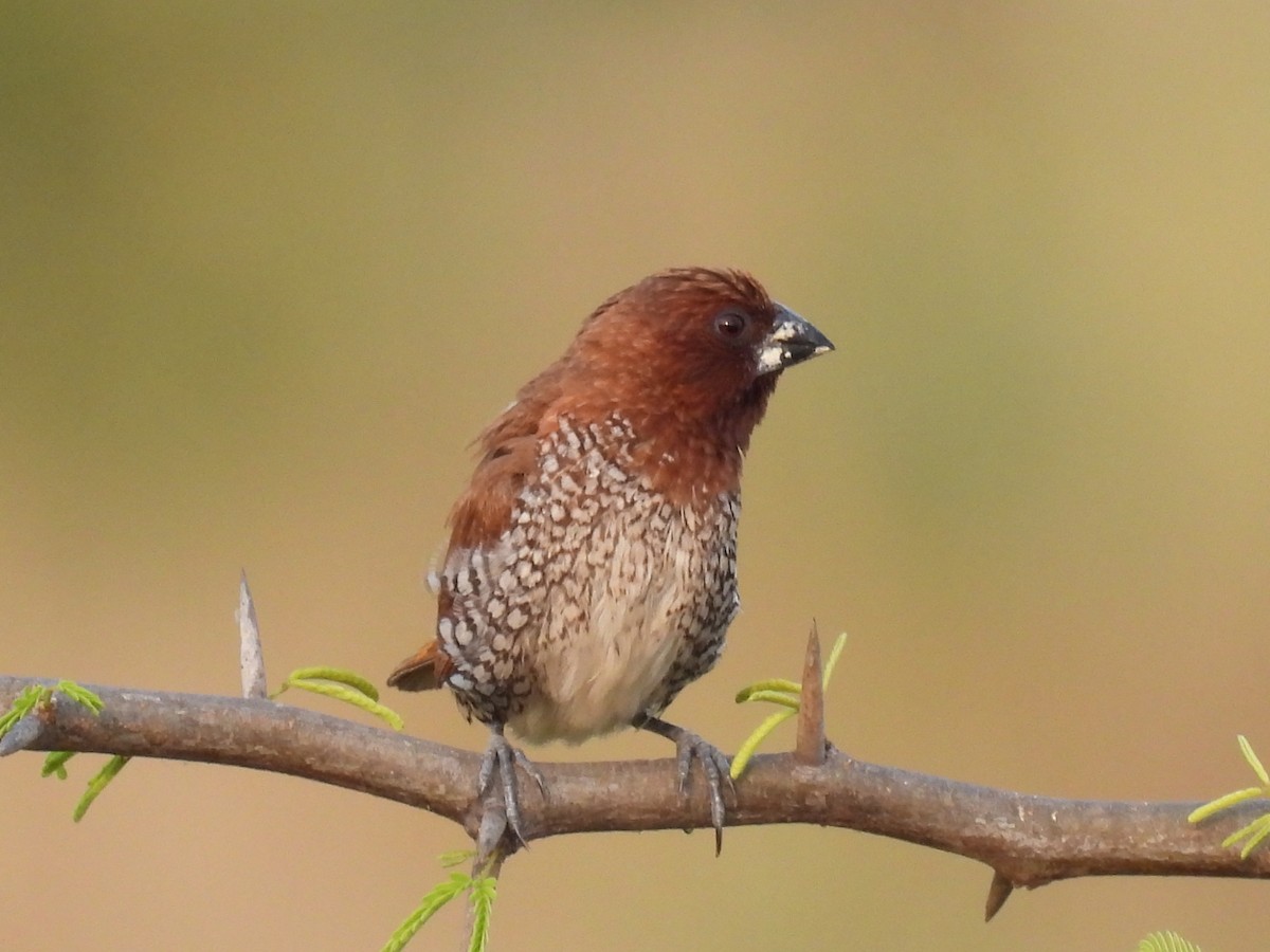 Scaly-breasted Munia - Ramesh Desai