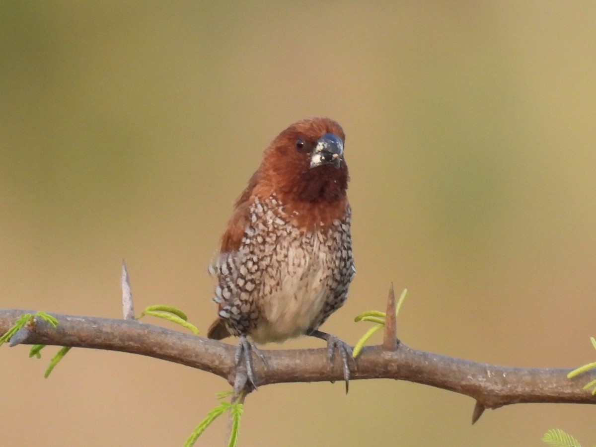 Scaly-breasted Munia - ML403415611