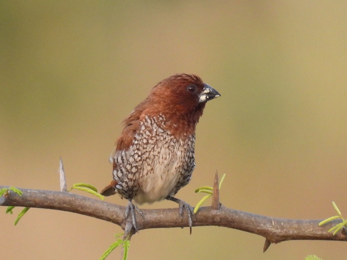 Scaly-breasted Munia - Ramesh Desai