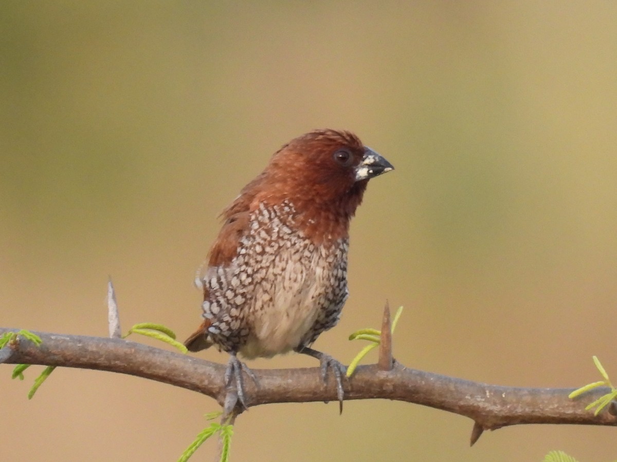 Scaly-breasted Munia - ML403415651