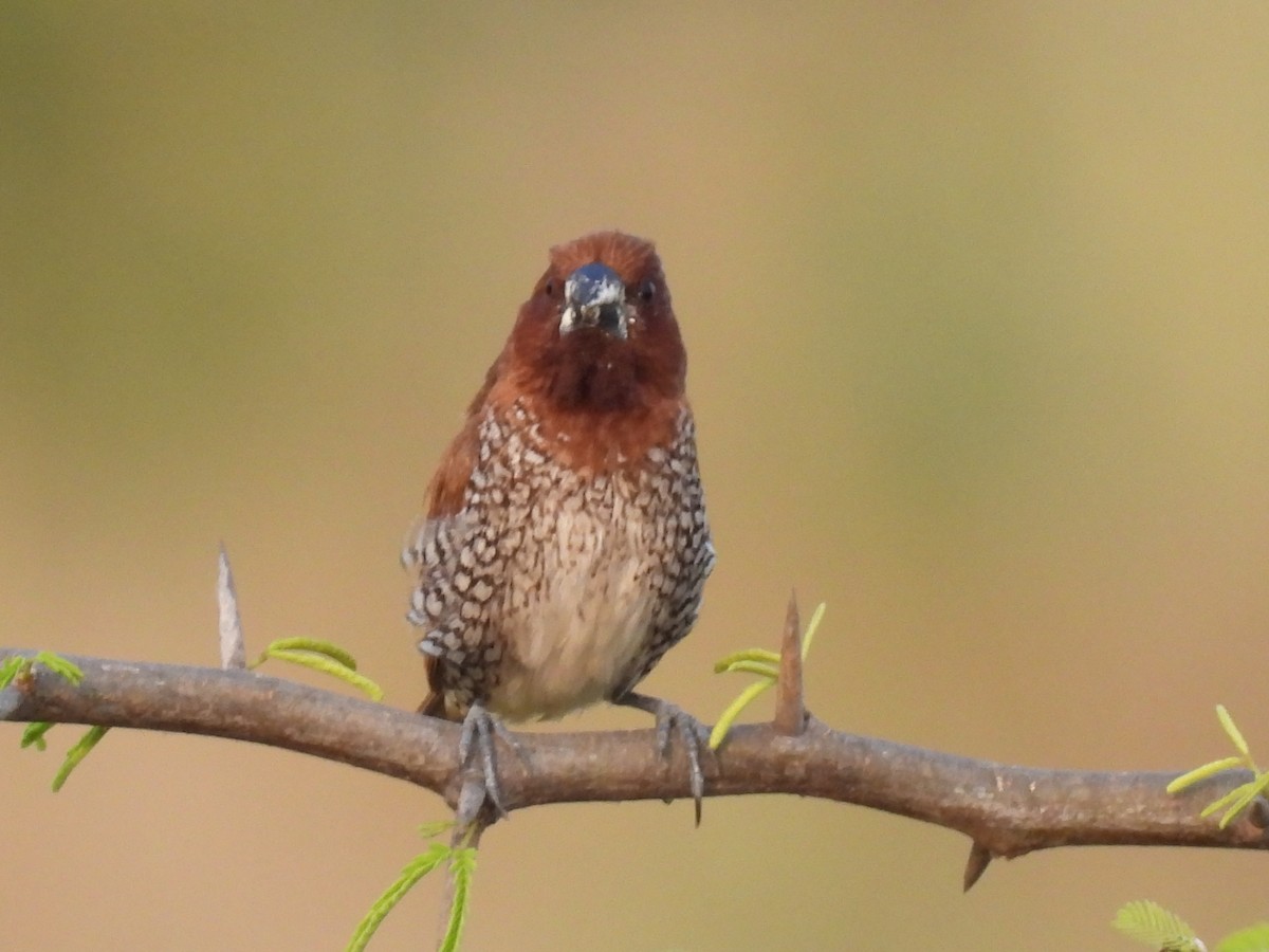 Scaly-breasted Munia - ML403415671