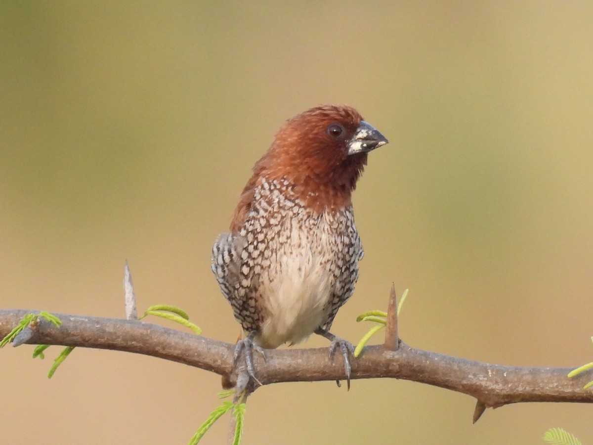 Scaly-breasted Munia - Ramesh Desai