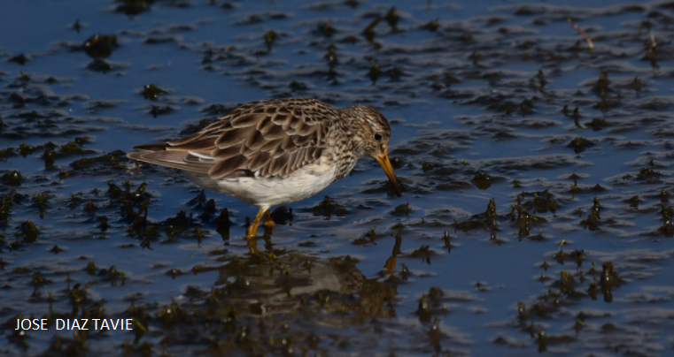 Pectoral Sandpiper - ML403416801