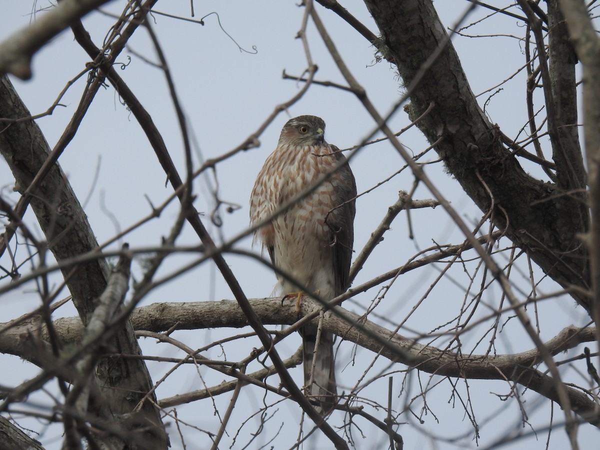 Sharp-shinned Hawk - Daniel Goyer