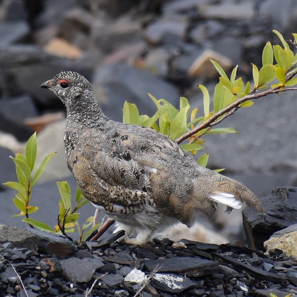 White-tailed Ptarmigan - ML403417321