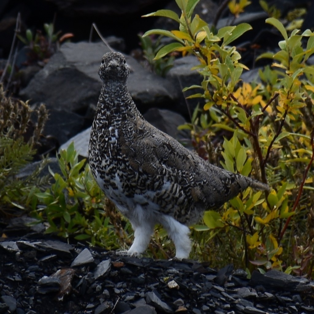 White-tailed Ptarmigan - ML403417421