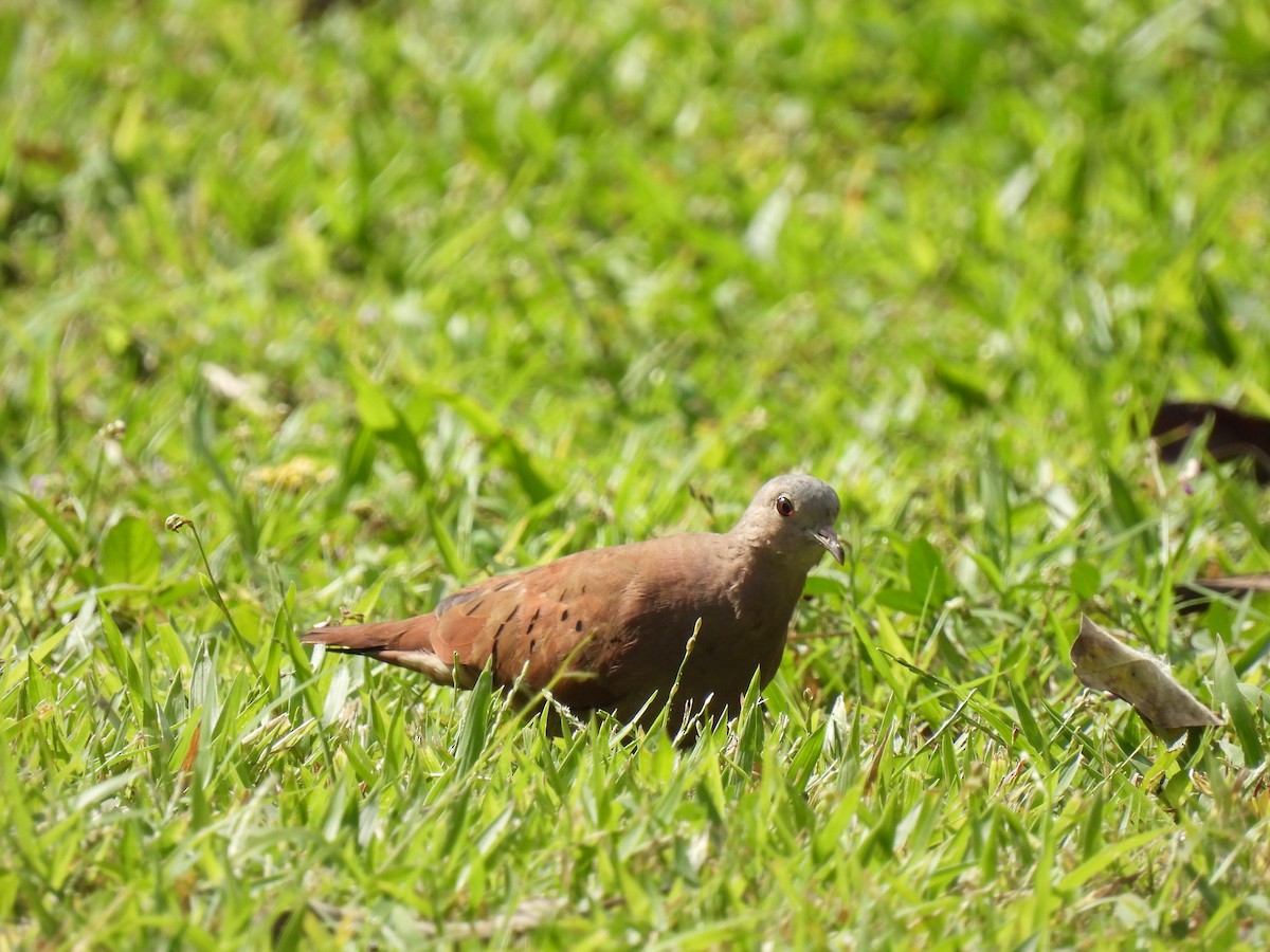 Ruddy Ground Dove - ML403417601