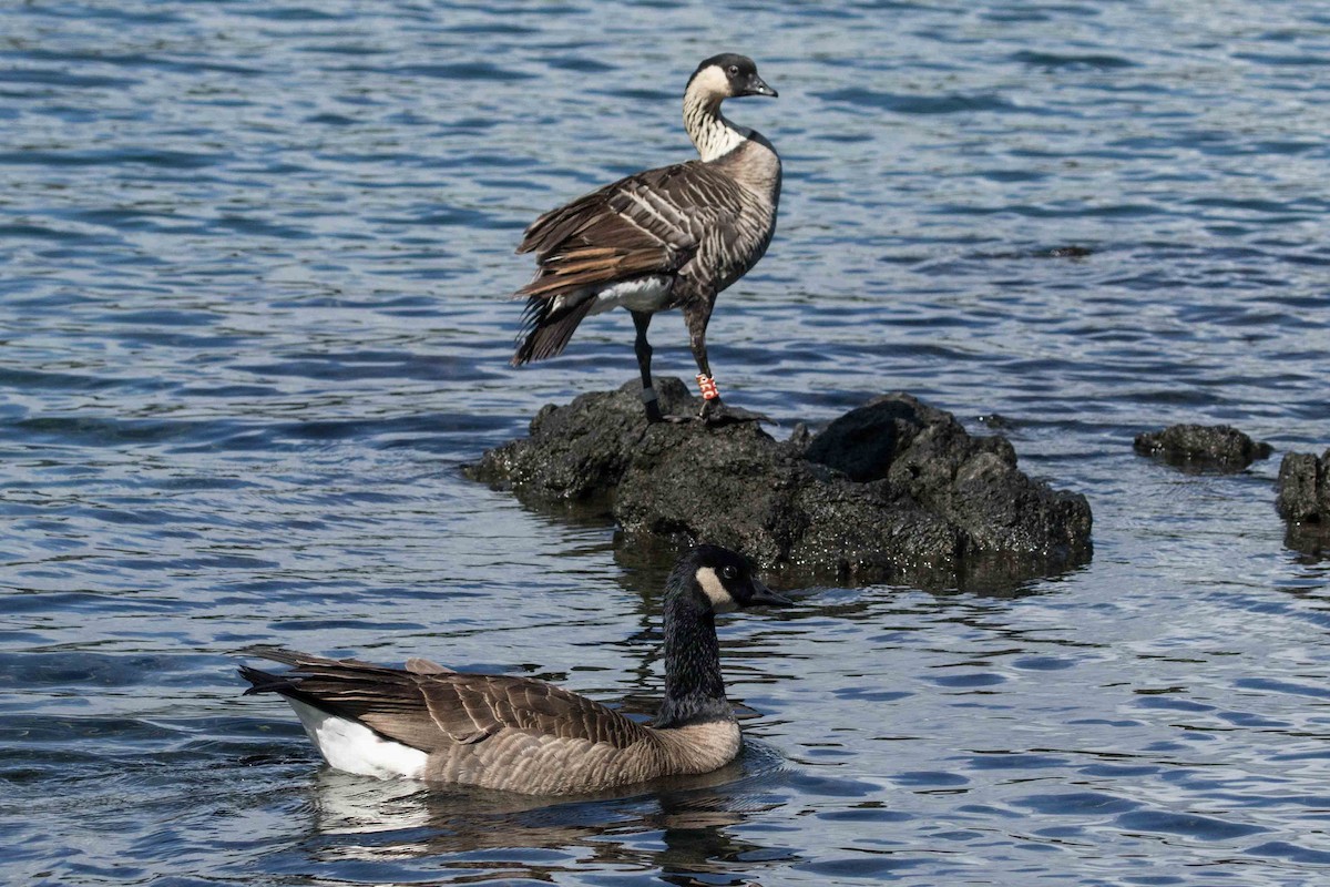 Hawaiian Goose - Eric VanderWerf