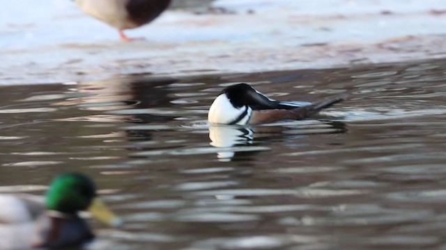 Hooded Merganser - ML403420441