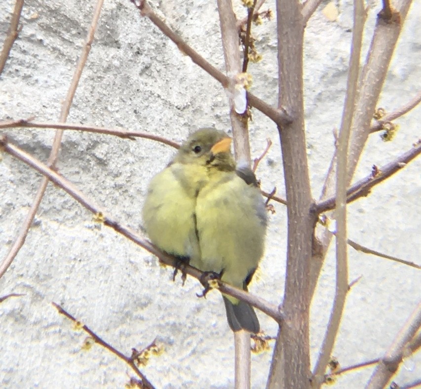 Western Tanager - ML403420611