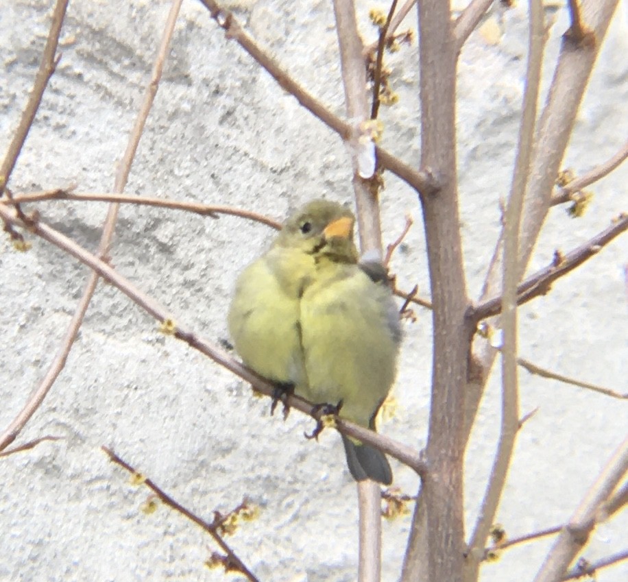 Western Tanager - ML403420621