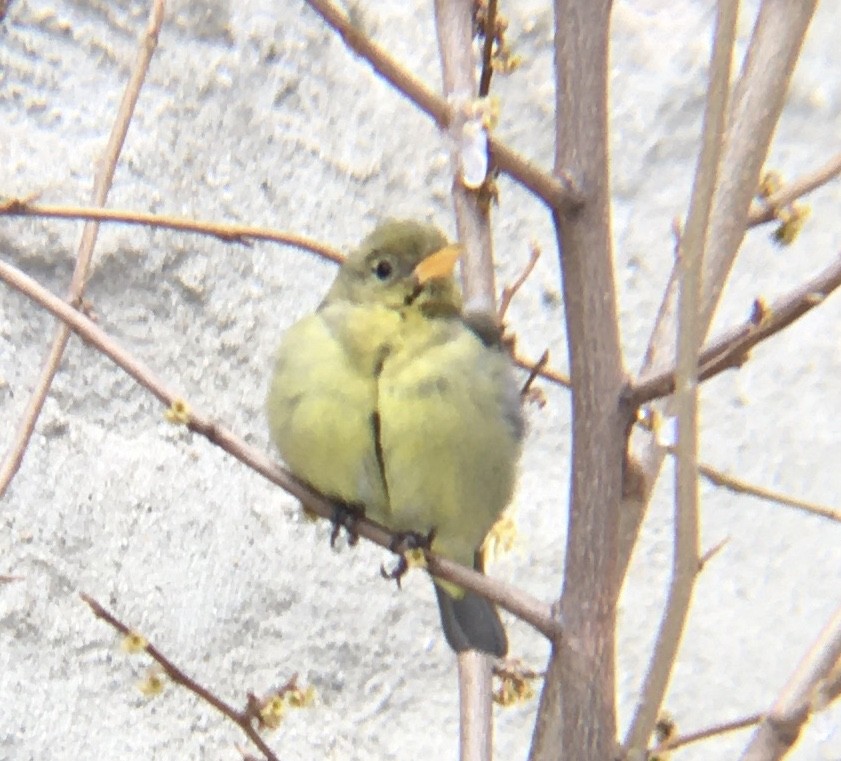 Western Tanager - Adrian Burke