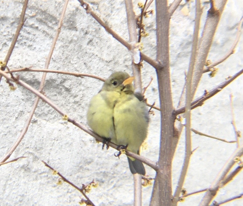 Western Tanager - ML403420641