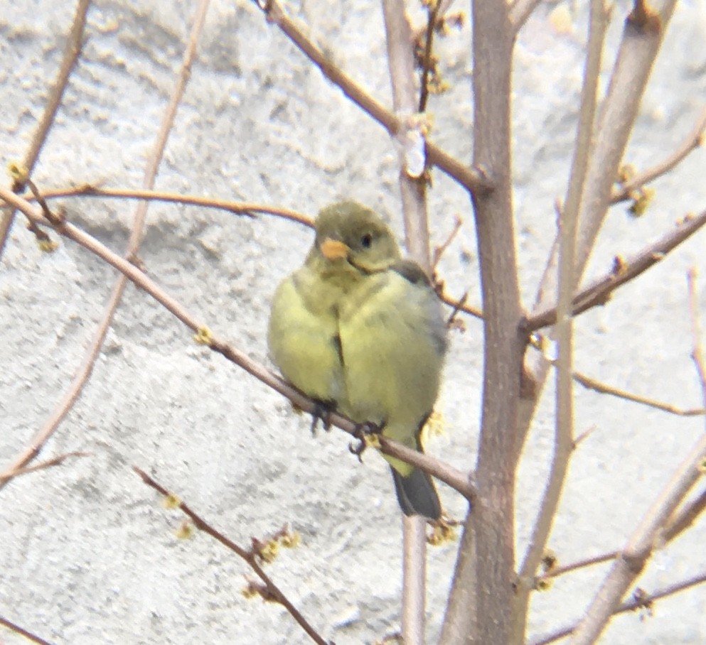 Western Tanager - ML403420661