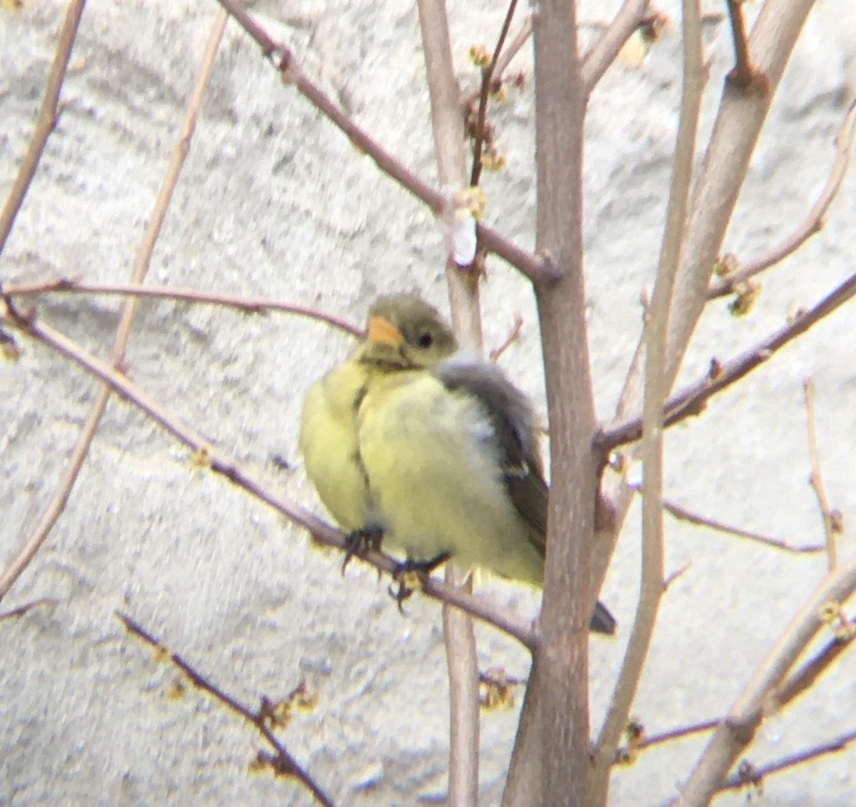 Western Tanager - ML403420681