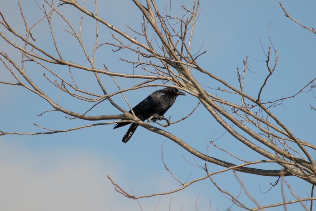 American Crow - ML403421831