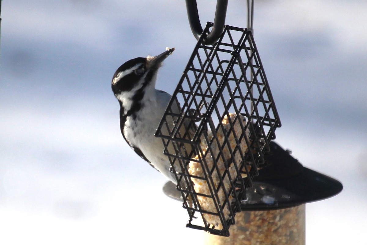 Hairy Woodpecker - ML403422891