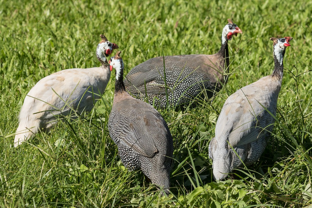 Helmeted Guineafowl (Domestic type) - ML40342491