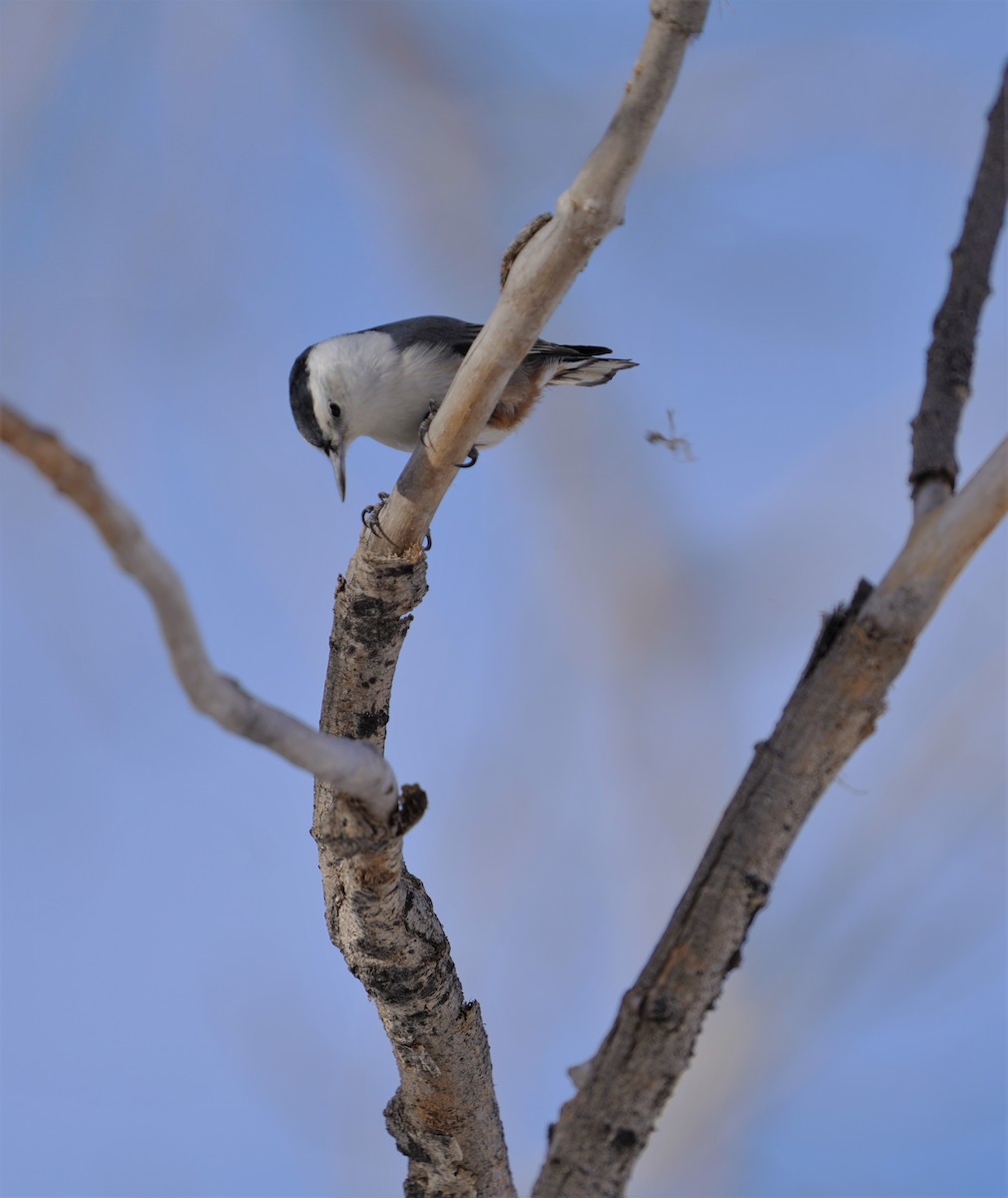 White-breasted Nuthatch - ML403425621