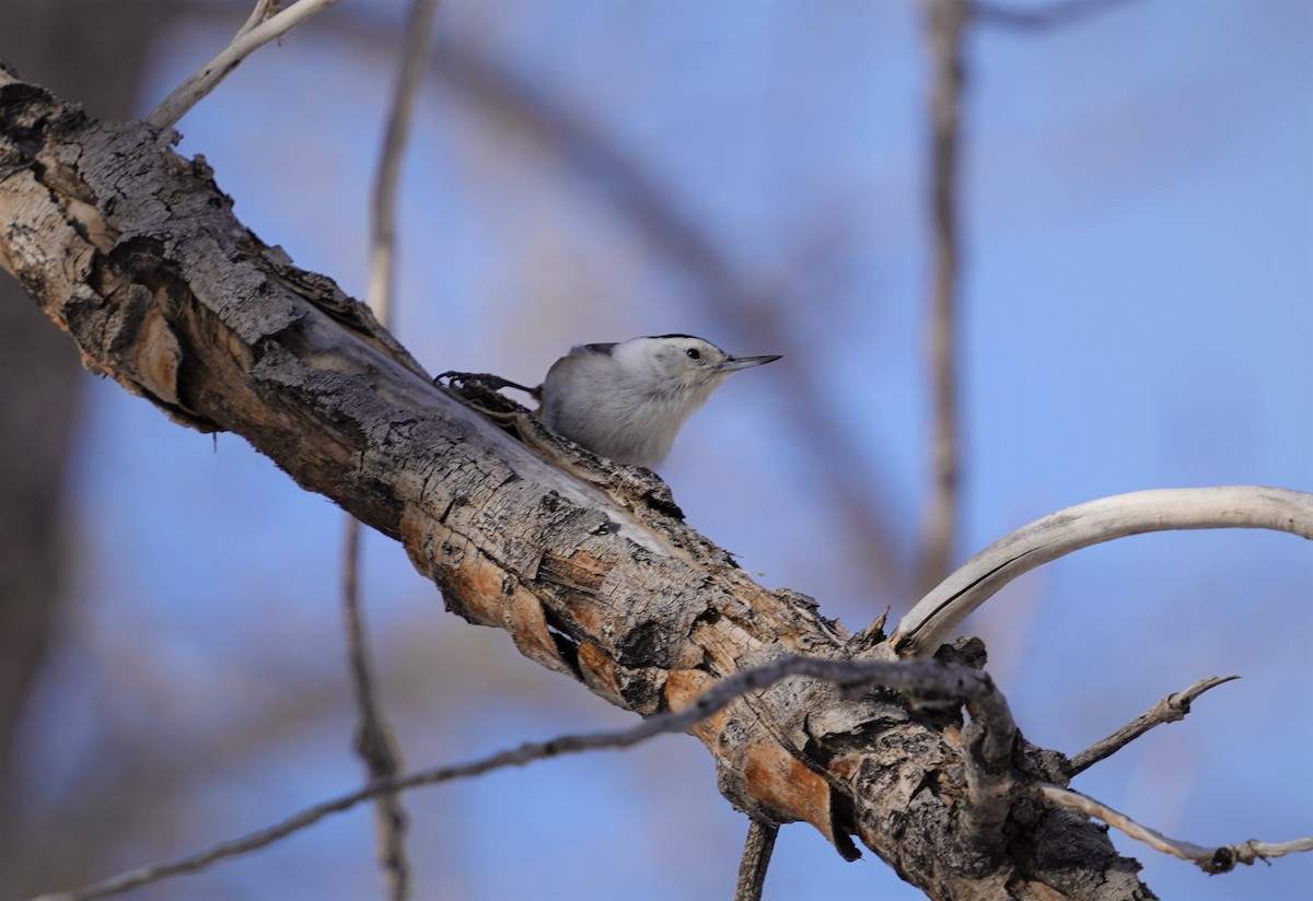 White-breasted Nuthatch - ML403425731