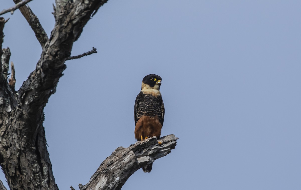 Bat Falcon - ML403426341