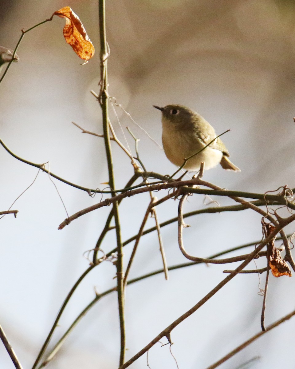 Ruby-crowned Kinglet - ML403427921