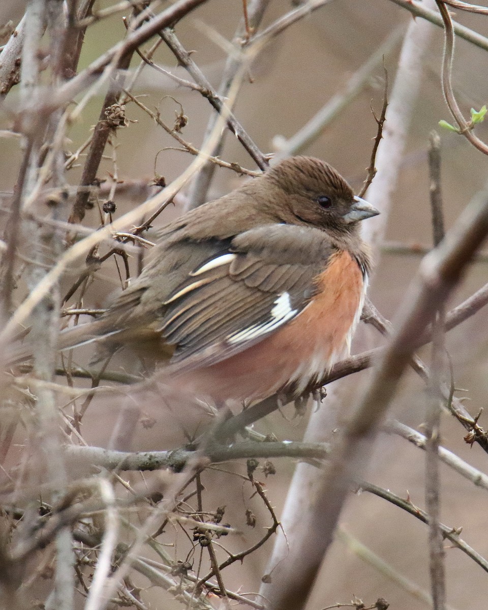 Eastern Towhee - ML403428211