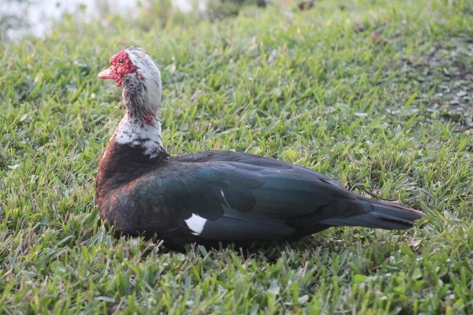 Muscovy Duck (Domestic type) - ML403428391