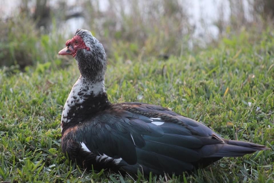 Muscovy Duck (Domestic type) - ML403428401
