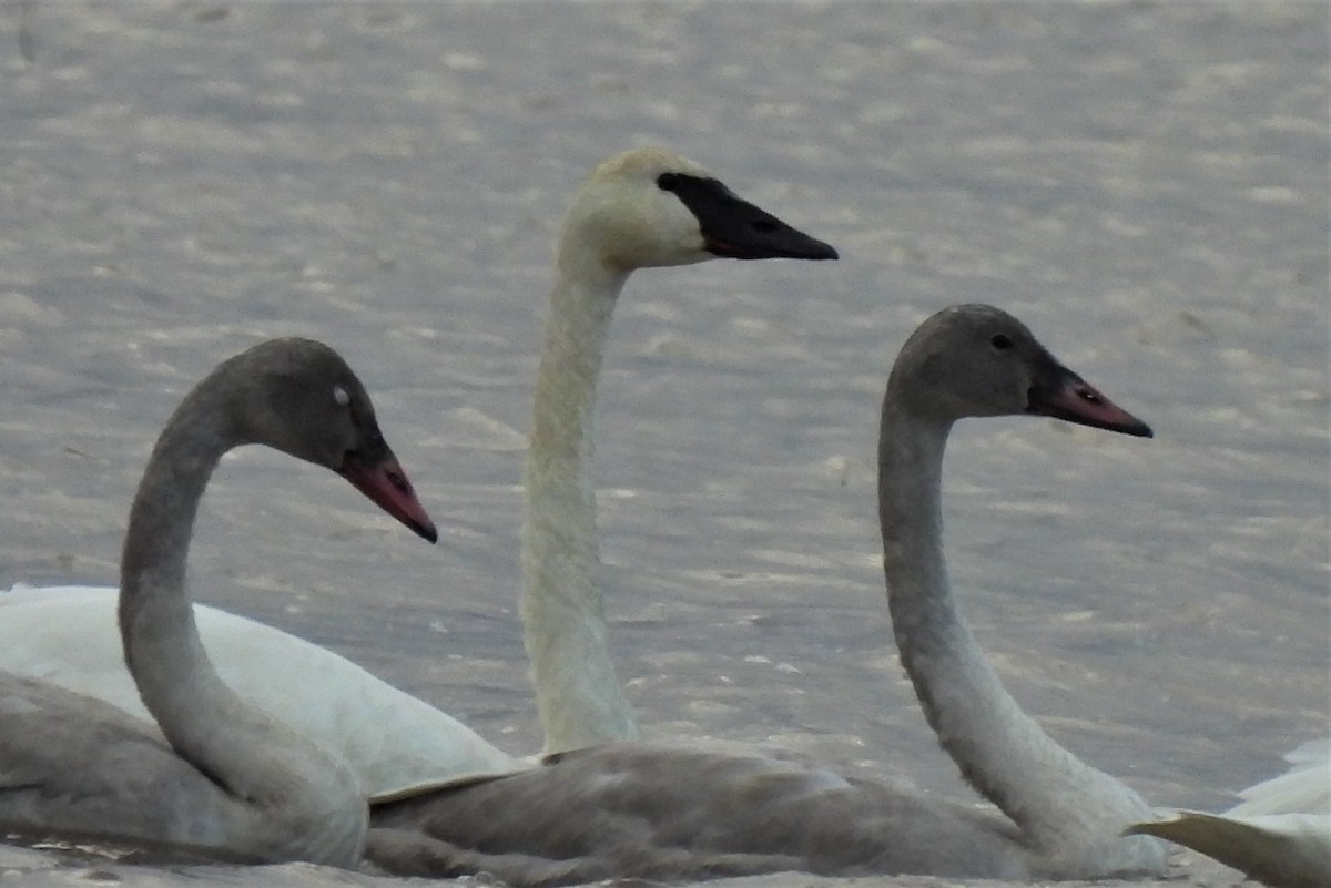 Trumpeter Swan - ML403428701