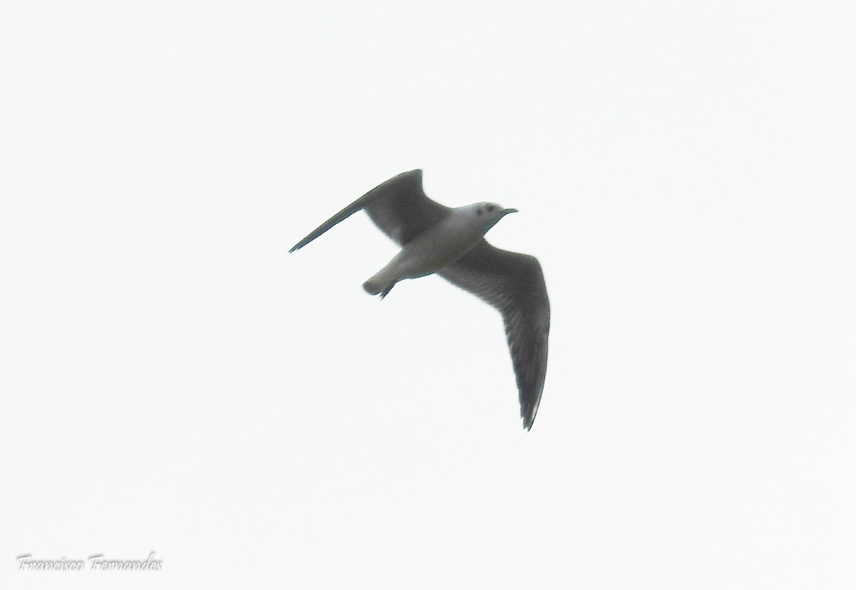 Black-headed Gull - ML40342881