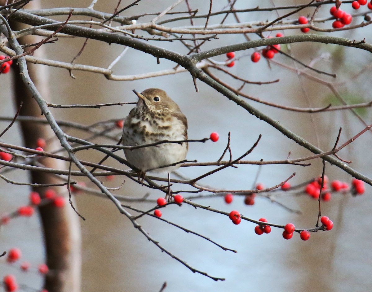 Hermit Thrush - ML403429441