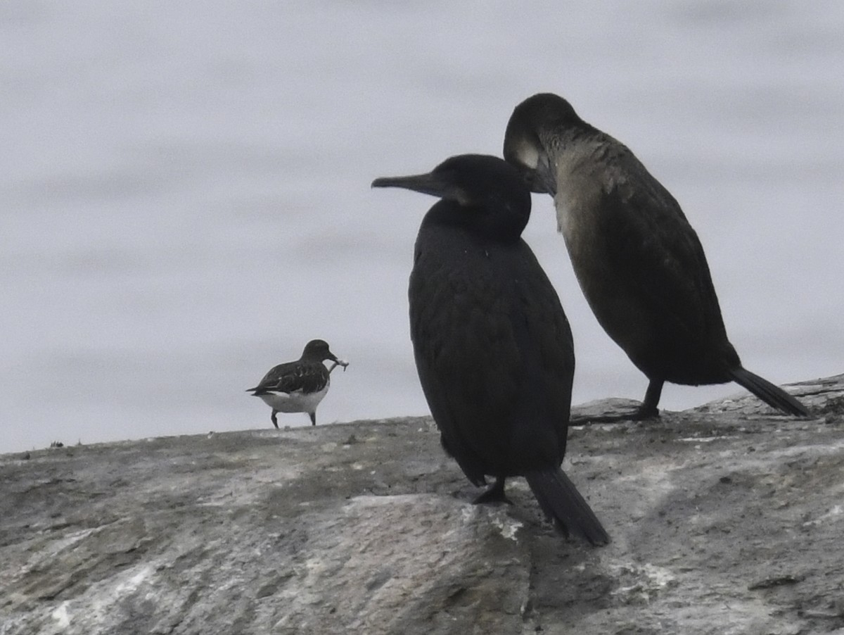 Black Turnstone - ML403430171