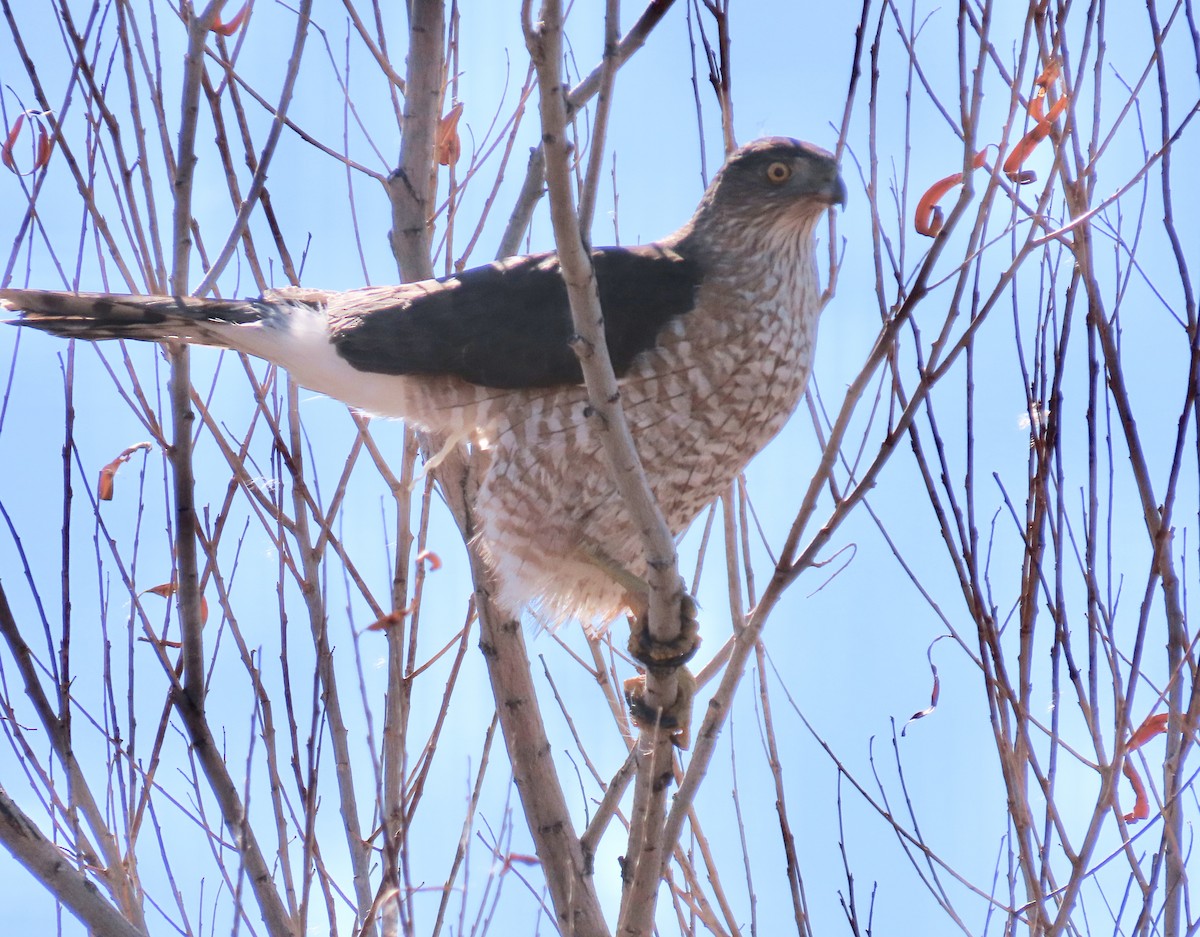 Cooper's Hawk - ML403431931