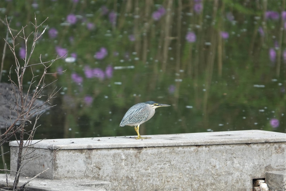 Striated Heron - ML403432231