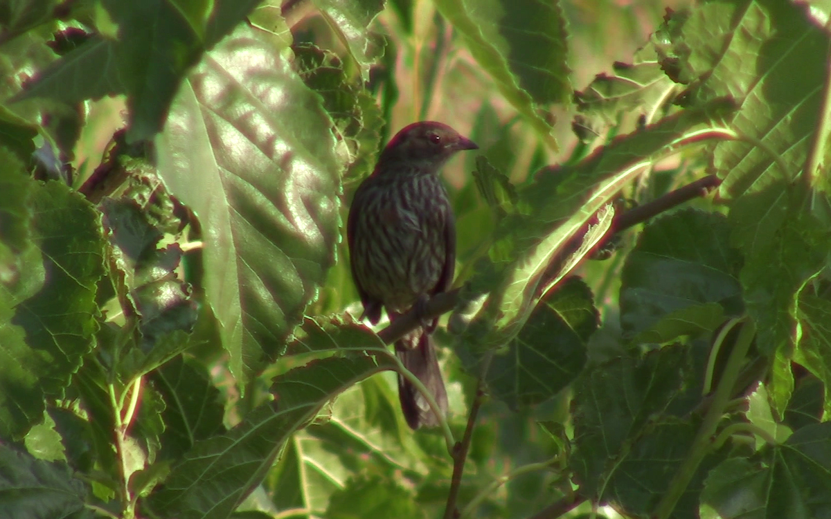 Black-and-rufous Warbling Finch - ML403432871