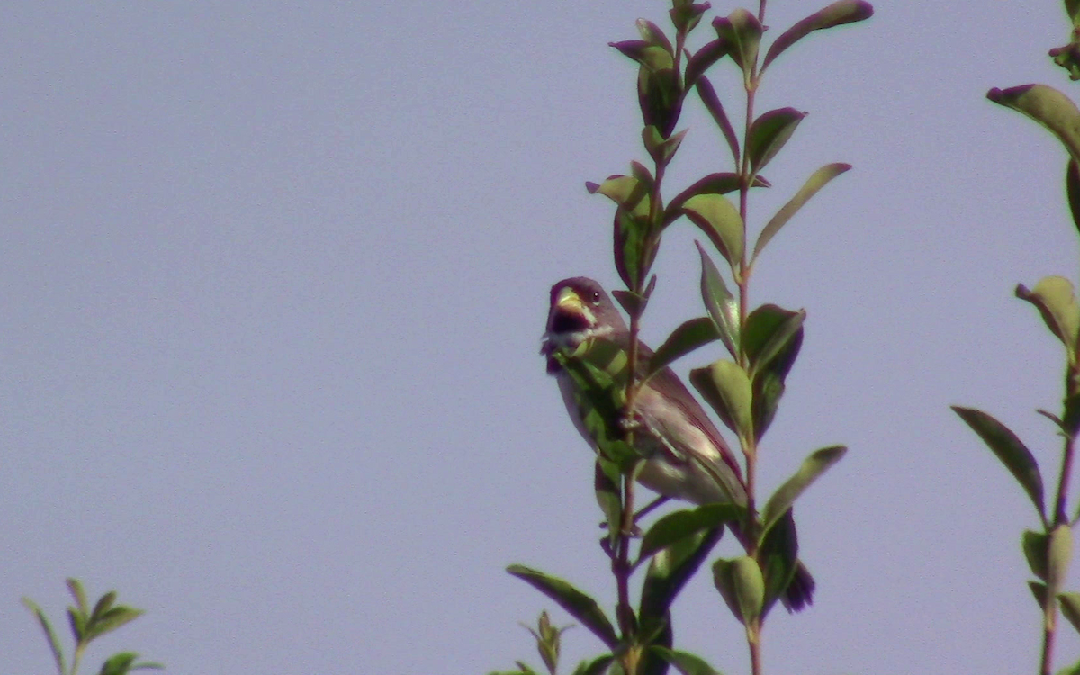 Double-collared Seedeater - ML403432881
