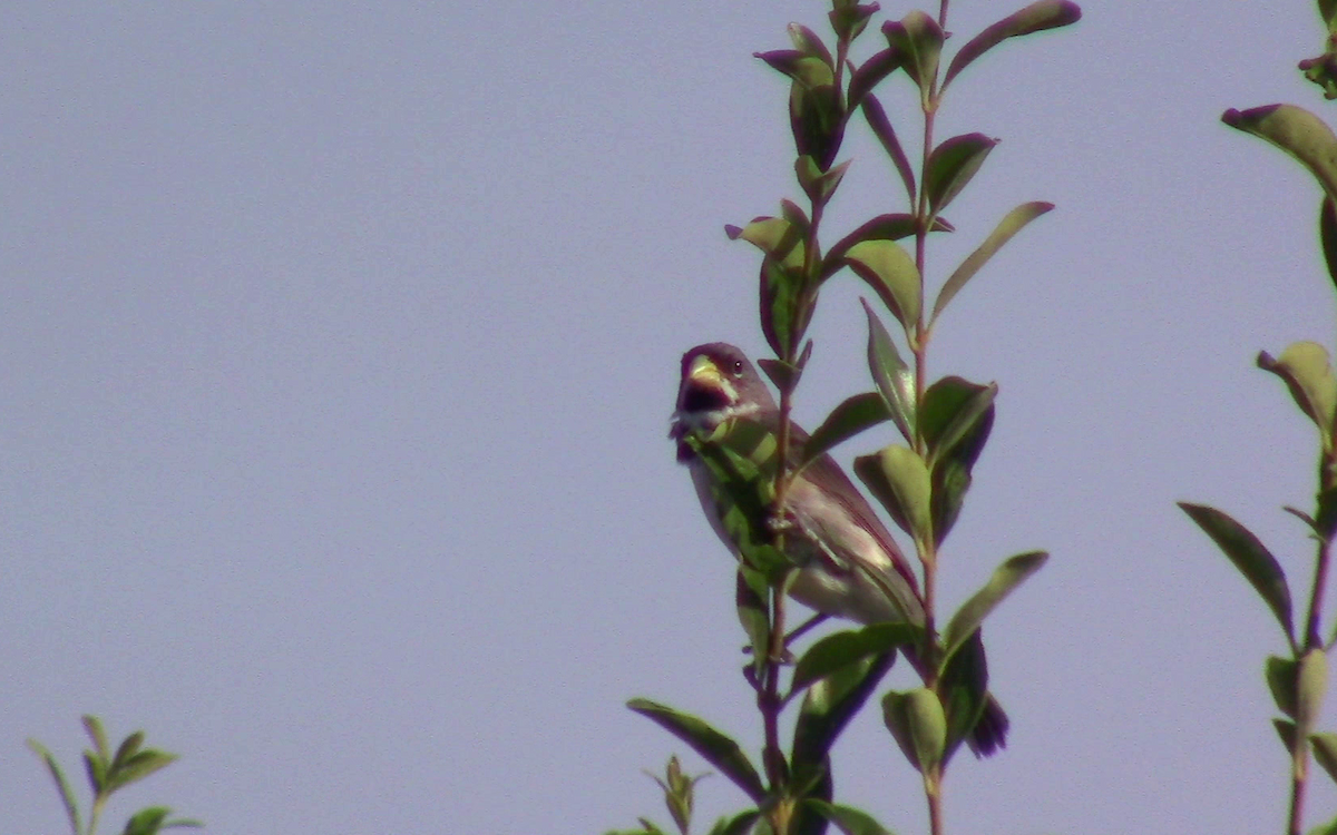 Double-collared Seedeater - Camilo Garcia Gonzalez