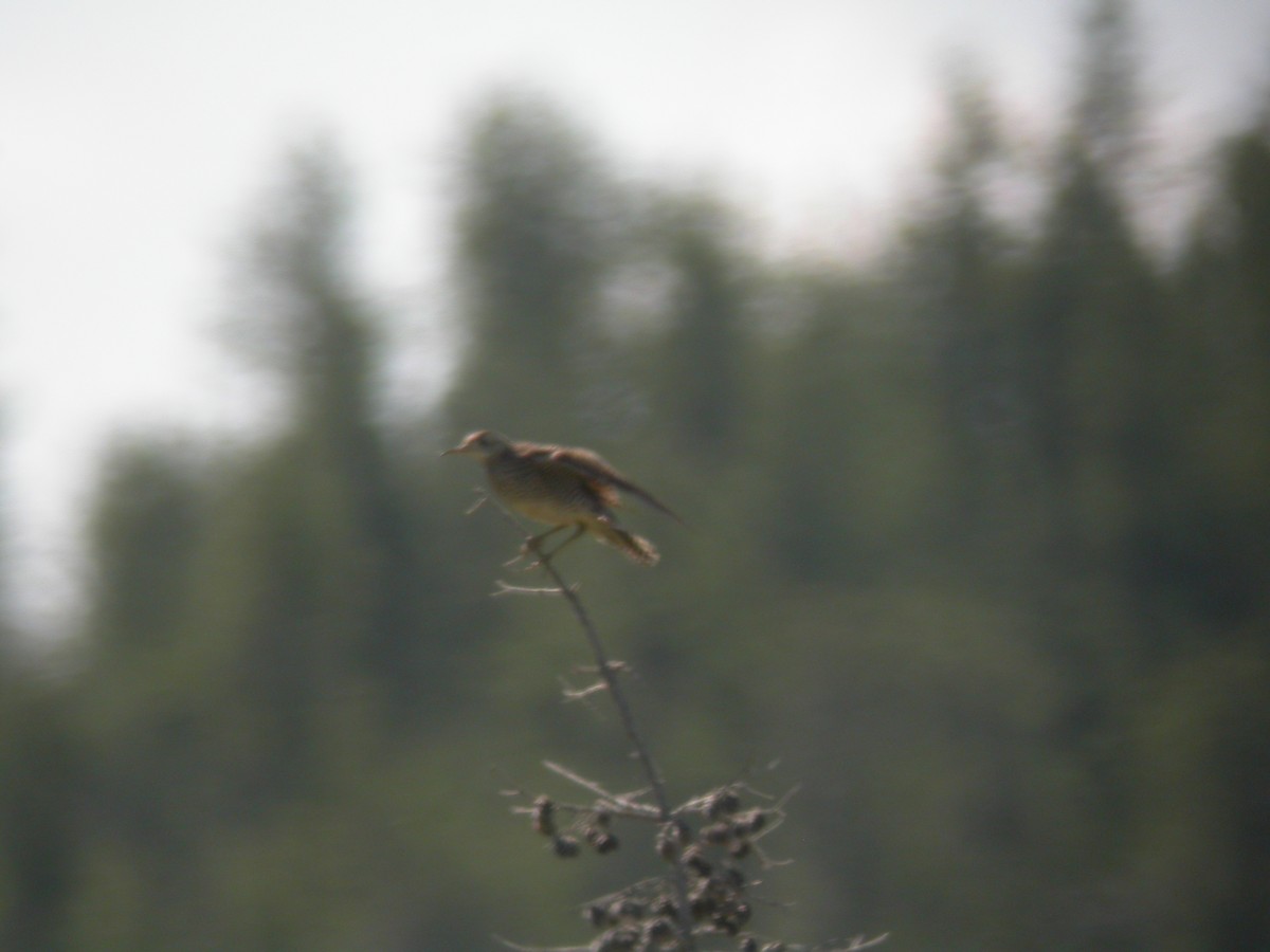 Прерийный кроншнеп - ML403433021