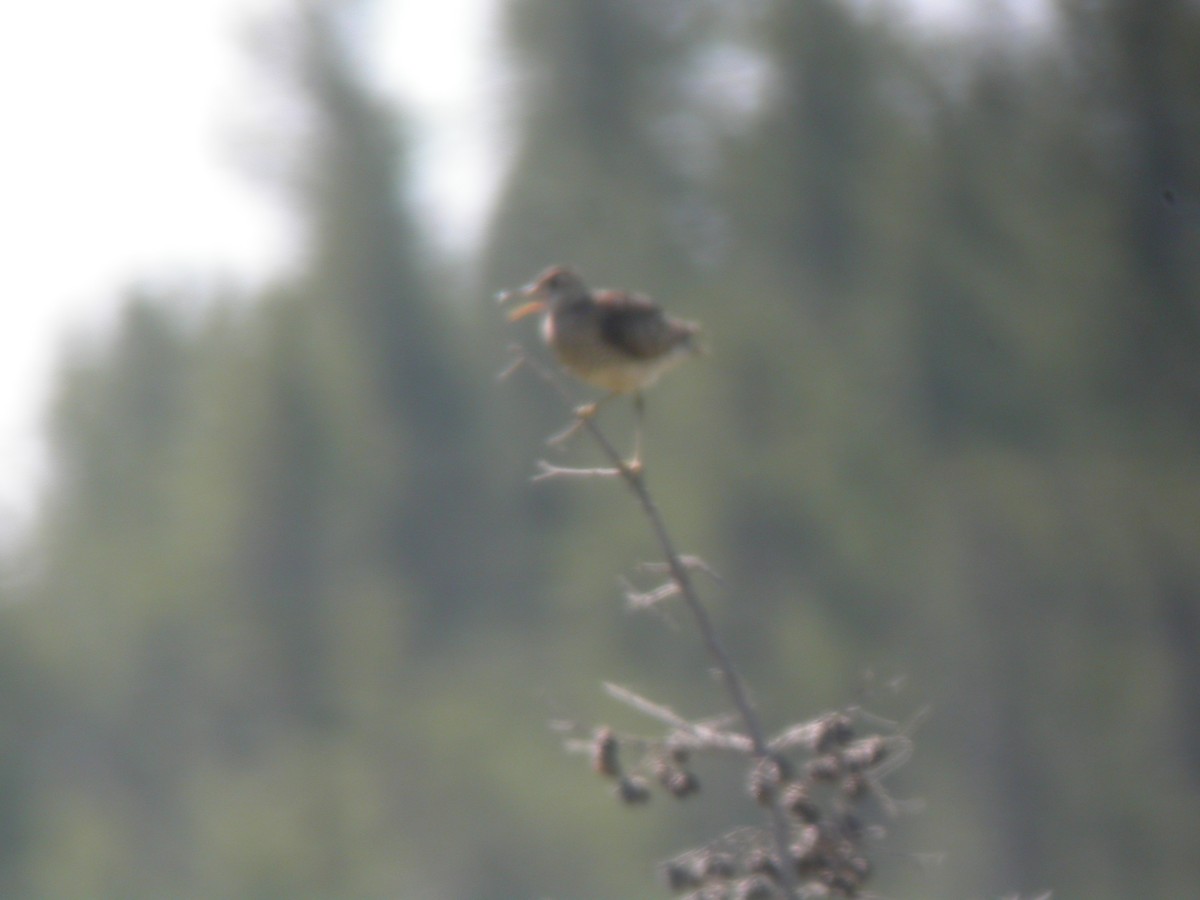 Прерийный кроншнеп - ML403433111