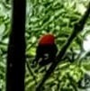 Red-capped Manakin - ML403433551