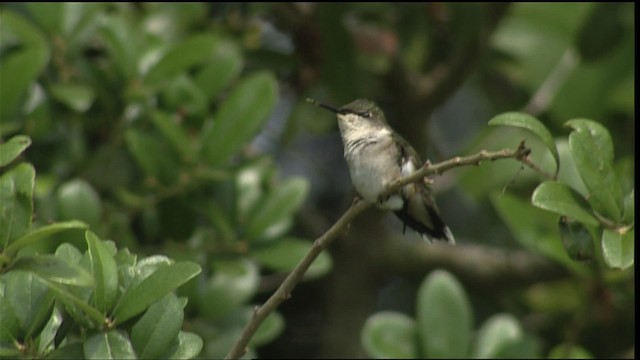 Ruby-throated Hummingbird - ML403434