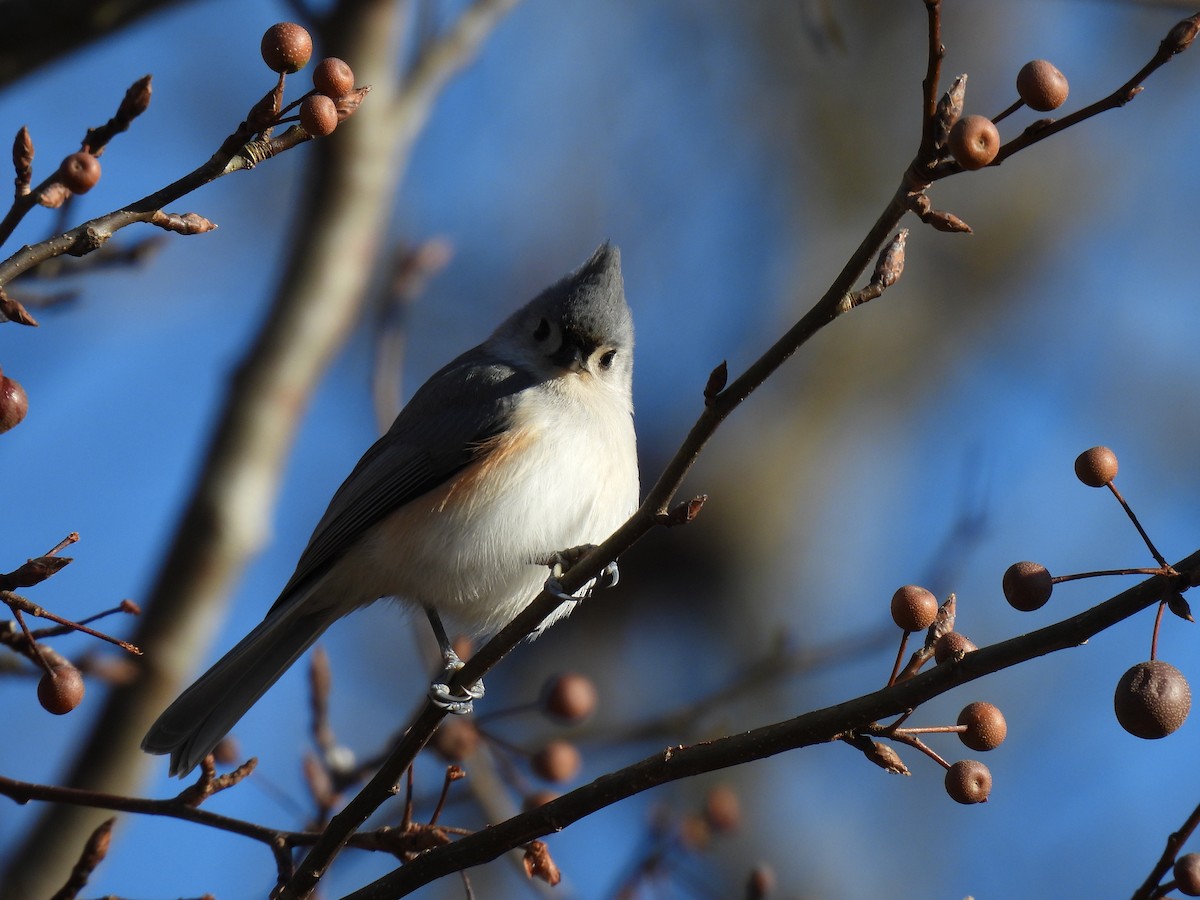 Tufted Titmouse - ML403434331