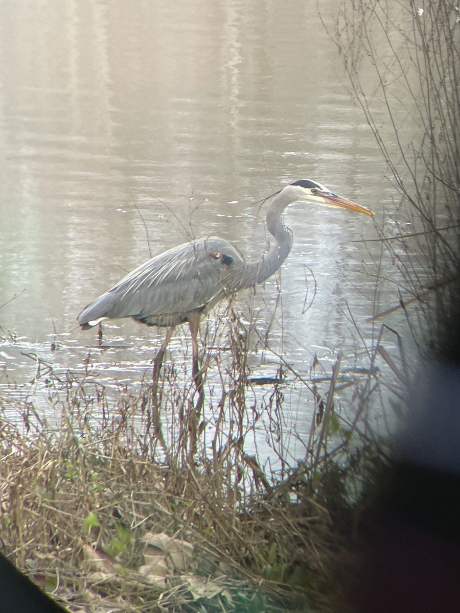 Great Blue Heron - Catherine Chang