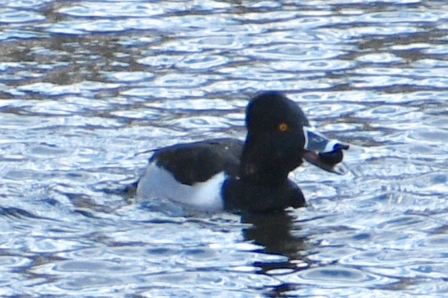 Ring-necked Duck - ML403435411