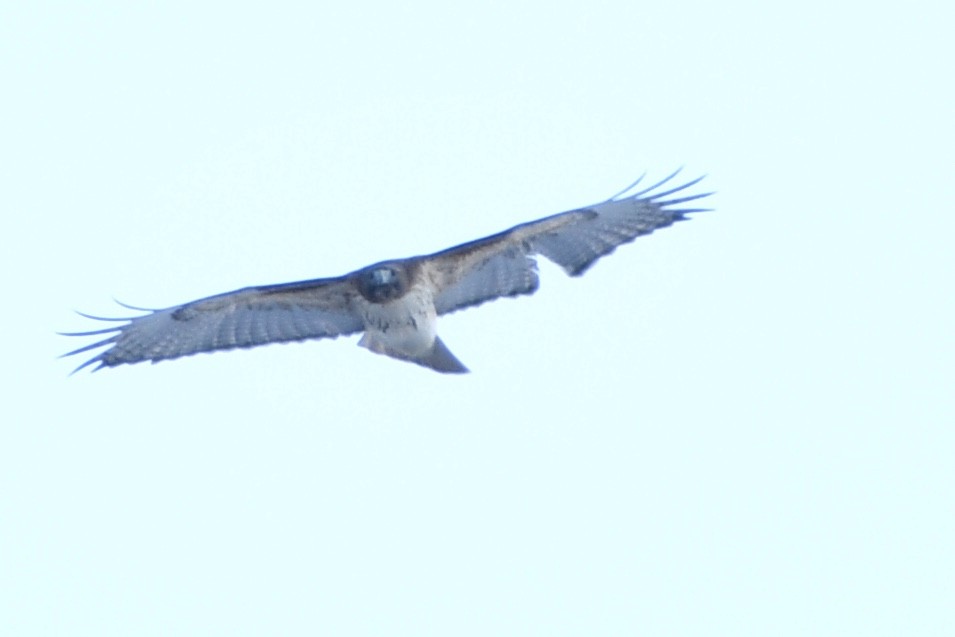 Red-tailed Hawk - ML403435511