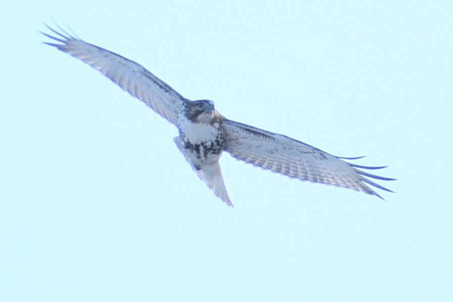 Red-tailed Hawk - ML403435601